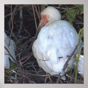 White Ibis Bird Photo Poster