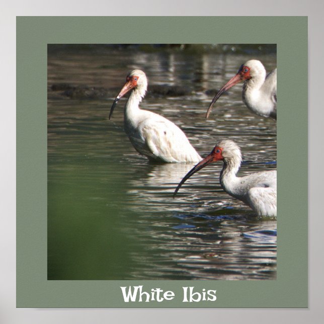 White Ibis Bird Photo Poster (Front)