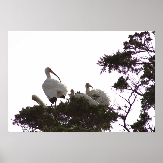White Ibis in Tree Poster (Front)