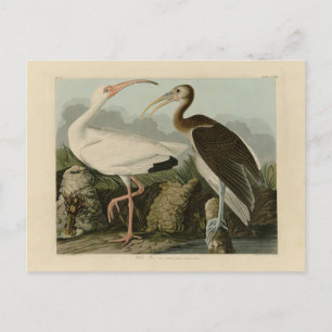 White Ibis - John James Audubon's Birds of America Postcard
