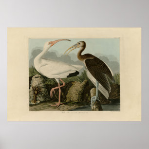 White Ibis - John James Audubon's Birds of America Poster