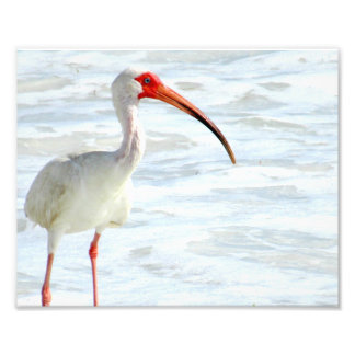White Ibis on the Beach Photo Print