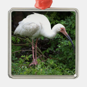 White Ibis Photo Ornament 