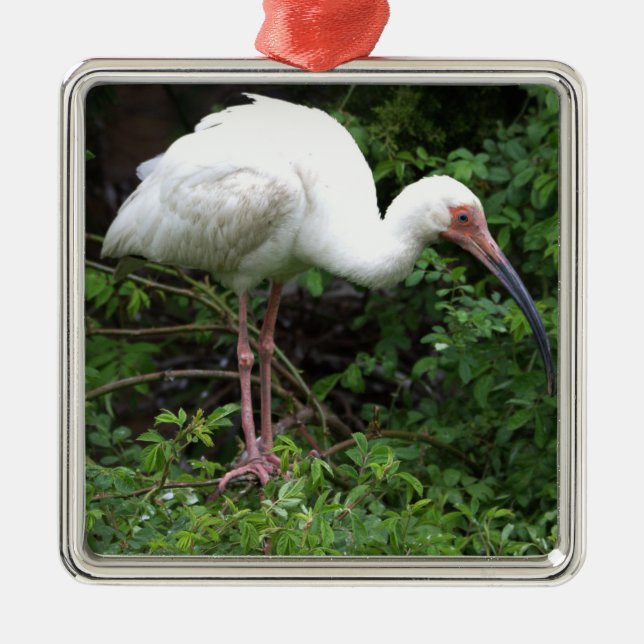 White Ibis Photo Ornament  (Front)