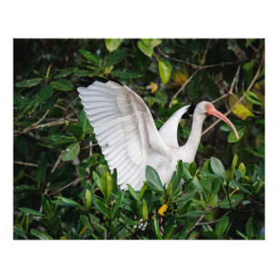 White Ibis Photo Print