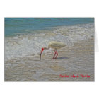White Ibis Wading Bird on Sanibel Island Florida