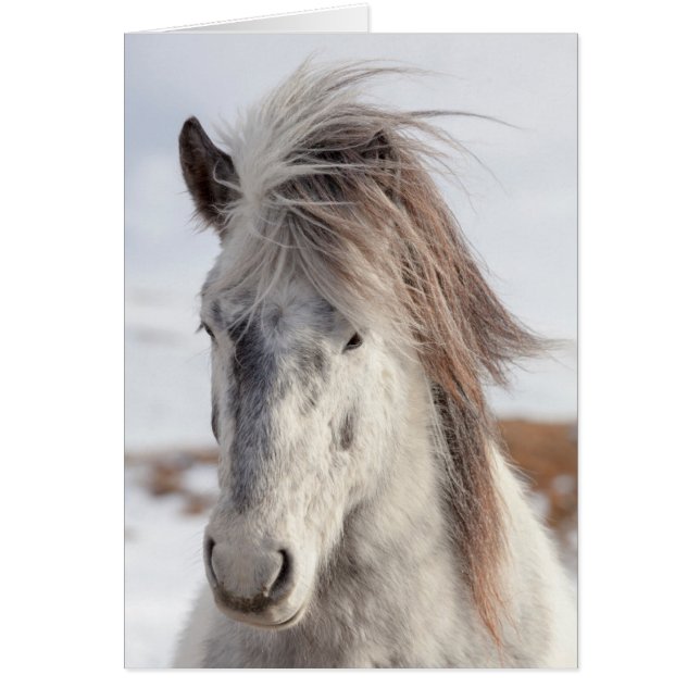 White Icelandic Horse Headshot (Front)
