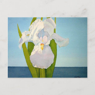 White Iris2 Postcard