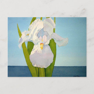 White Iris2 Postcard