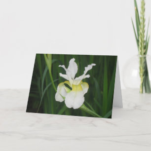 White iris card