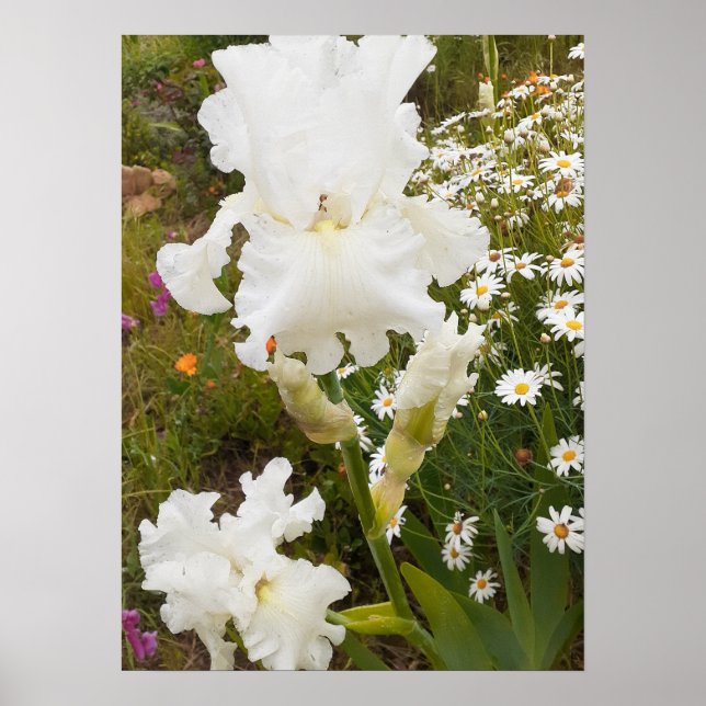 White Iris Irises Floral Flower Garden Poster (Front)