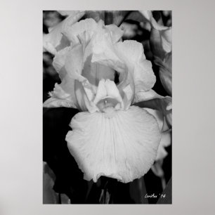 White Iris Poster