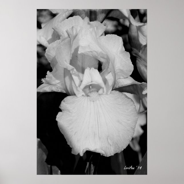 White Iris Poster (Front)