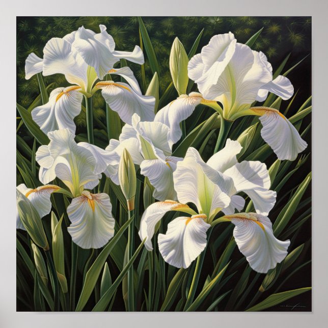 White Irises Flower Art Print Poster  (Front)