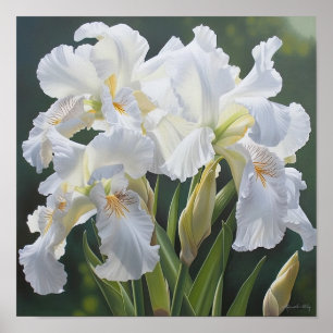 White Irises Flower Art Print Poster