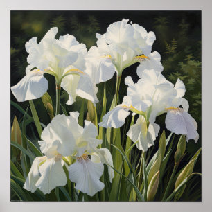 White Irises Flower Art Print Poster