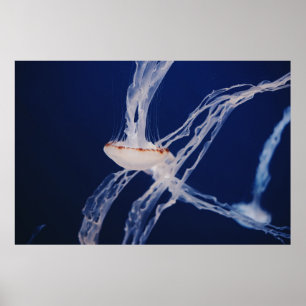 WHITE JELLY FISH POSTER