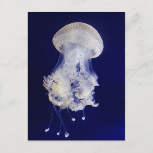 White Jellyfish on Blue Background Photo Postcard