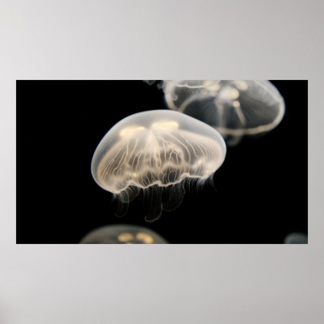 WHITE JELLYFISH POSTER (Front)