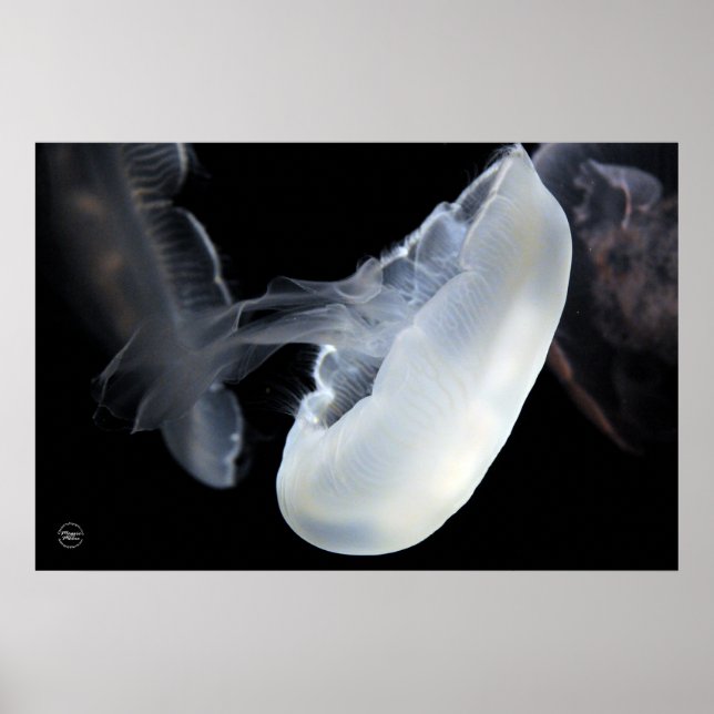 White Jellyfish Poster (Front)