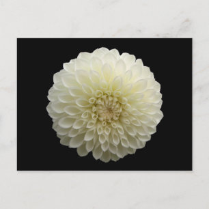 White Jomanda (Dahlia) Postcard