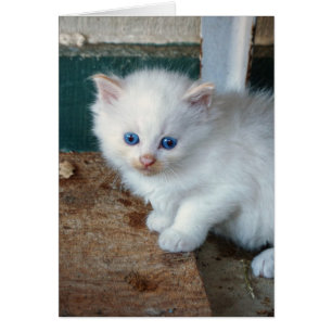 White Kitten