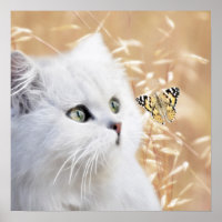 White kitten and butterfly