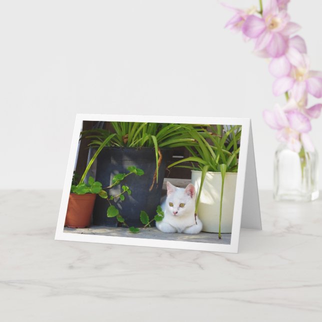 White Kitten and Garden Plants Card (Orchid)