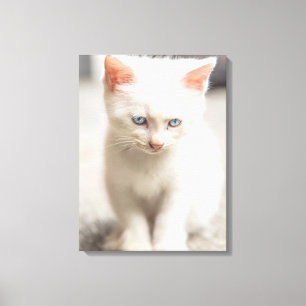 White Kitten Canvas Print