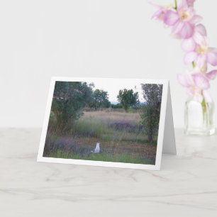 White Kitten in Campo Card