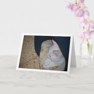 White Kitten in Cat Bed Card