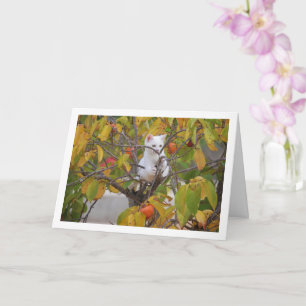White Kitten in Persimmon Tree Card