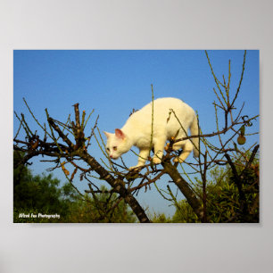 White Kitten on Almond Tree Poster