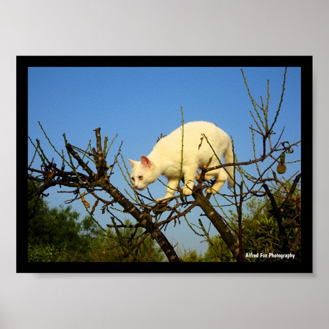 White Kitten on Almond Tree Poster (Front)