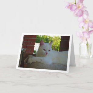 White Kitten on Chair Card