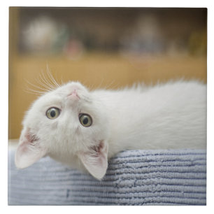 White Kitten Pet Tile