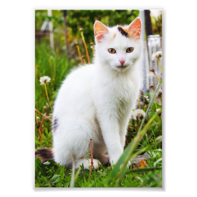 White Kitten Photo Print (Front)