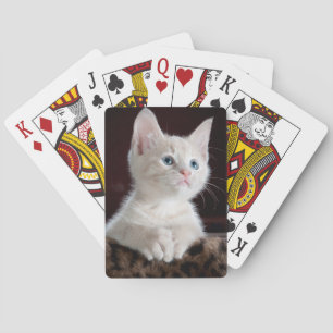 White kitten playing cards. playing cards