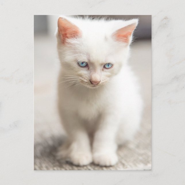 White Kitten Postcard (Front)