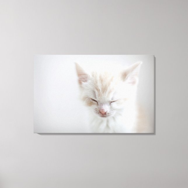 White Kitten Sleeping Canvas Print (Front)