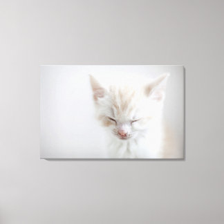 White Kitten Sleeping Canvas Print