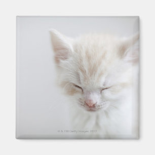 White Kitten Sleeping Magnet