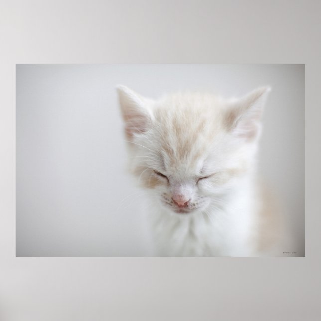 White Kitten Sleeping Poster (Front)
