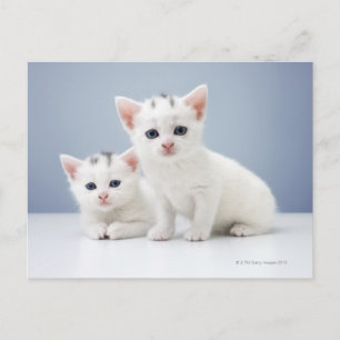 White Kittens Postcard