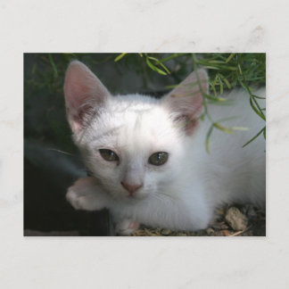 White kitty postcard
