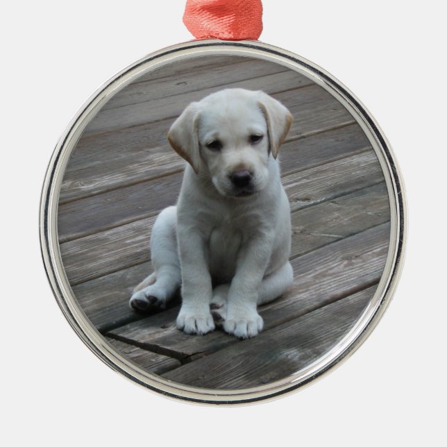 White Labrador Retriever Puppy Christmas Ornament (Front)