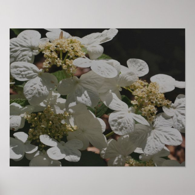 White Lacecap Hydrangea Flowers Poster (Front)