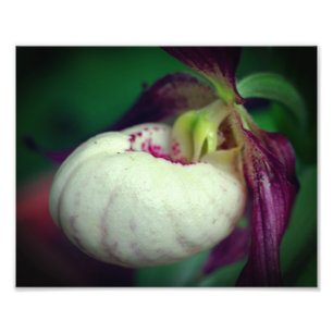 White Lady Slipper Orchid Flower Close Up 8x10 Photo Print