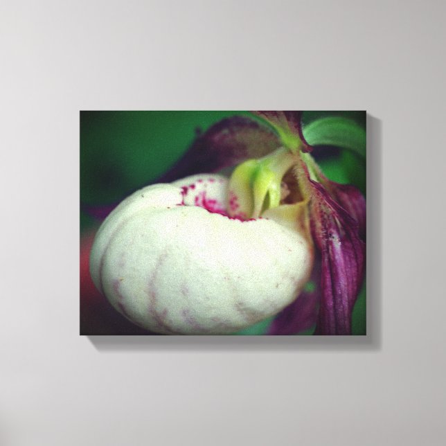White Lady Slipper Orchid Flower Close Up  Canvas Print (Front)