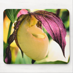 White Lady Slipper Orchid Flower  Mouse Pad
